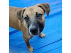 Adopt Sally Sunshine's Pup - Scottie a Labrador Retriever, Black Mouth Cur