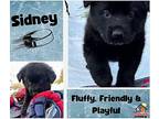Sidney German Shepherd Dog Young Female