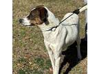 Sage Girl Pointer Puppy Female