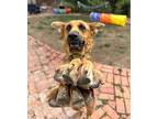 Lola/Marion Cunningham German Shepherd Dog Adult Female