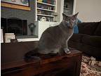 Zoe19 Russian Blue Adult Female