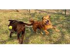 Pumpkin Golden Retriever Young Female