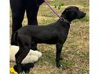 Romeo Labrador Retriever Puppy Male