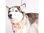 Callie Husky Senior Female