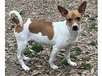Sweet Pea Jack Russell Terrier Puppy Female
