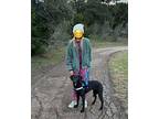 Frenchie Labrador Retriever Puppy Female