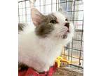 Tonka Domestic Mediumhair Kitten Male