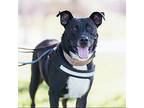 Sheldon Labrador Retriever Young Male