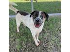 Adopt Zoltan a Boxer, Cattle Dog