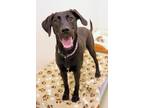 Royal Labrador Retriever Young Female