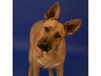 Adopt Lennox a German Shepherd Dog