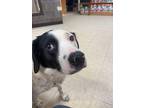 Rodney Labrador Retriever Young Male