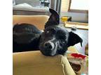 Hud Australian Kelpie Young Male