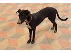 Layla Afghan Hound Senior Female