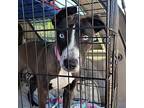 Leia Labrador Retriever Young Female