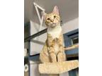 Ralphie Domestic Shorthair Kitten Male