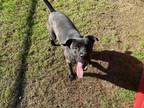 Finley Labrador Retriever Adult Male