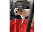 Bucky Rat Terrier Adult Male