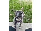 Tina American Staffordshire Terrier Senior Female