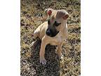 Bon Silene Mixed Breed (Medium) Puppy Female