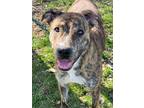 Mocha Plott Hound Adult Female
