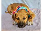 Brooklyn Livingston Labrador Retriever Puppy Female