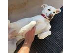 Susy Labrador Retriever Adult Female