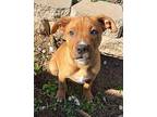 Beau 2 Mixed Breed (Medium) Puppy Male