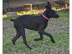 Daisy Labrador Retriever Puppy Female