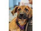 Aruba Boxer Puppy Female