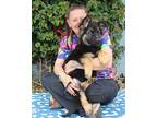 Dylan von Duvensee German Shepherd Dog Puppy Male