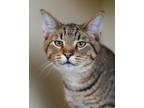 Elephant Domestic Shorthair Kitten Male