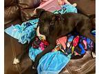 Hope Sugar Little Cuddler American Pit Bull Terrier Adult Female