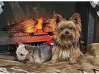 Sparky & Elfie BONDED Yorkie, Yorkshire Terrier Adult Male