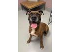 Kobe Boxer Adult Male