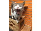 Pussy Cat (Johnny) Domestic Shorthair Adult Male