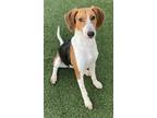 Gerdie Hound (Unknown Type) Young Female
