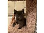 Kevin Jonas Russian Blue Young Male