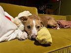 Pixie Whippet Young Female