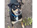 Chloe Labrador Retriever Adult Female
