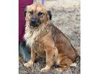 Sally Retriever (Unknown Type) Young Female