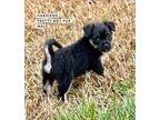 Pretty Harrison Shih Tzu Puppy Male