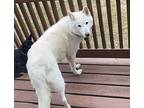 Blitz Husky Adult Male