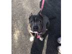 Maizy American Pit Bull Terrier Adult Female