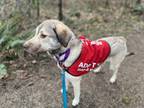 Daisy Duck Anatolian Shepherd Adult Female