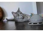 Santiago Domestic Shorthair Kitten Female