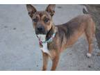 Lucy German Shepherd Dog Adult Female