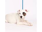 Jim Halpert American Pit Bull Terrier Young Male