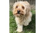 Lilly Havanese Senior Female