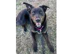 Izzy Labrador Retriever Adult Female
